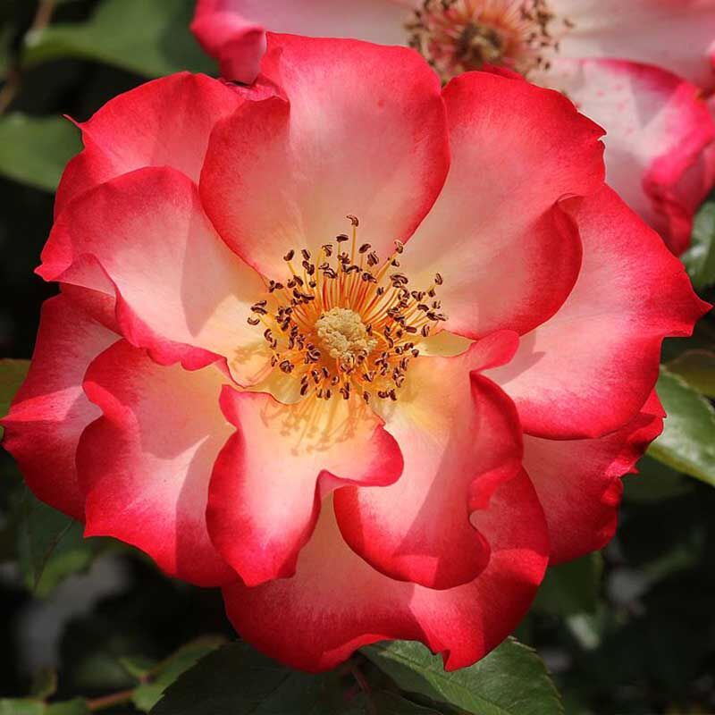 Отзывы садоводов о розе-флорибунде Бетти Буп
